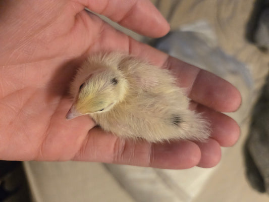 Coturnix Quail chicks