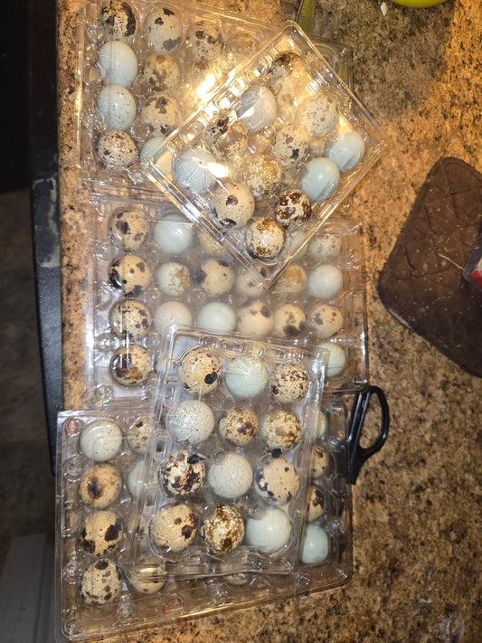 Coturnix Quail Eating eggs 1 dozen
