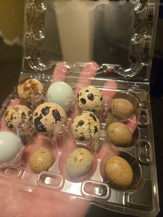 Button Quail Eggs 6 ct