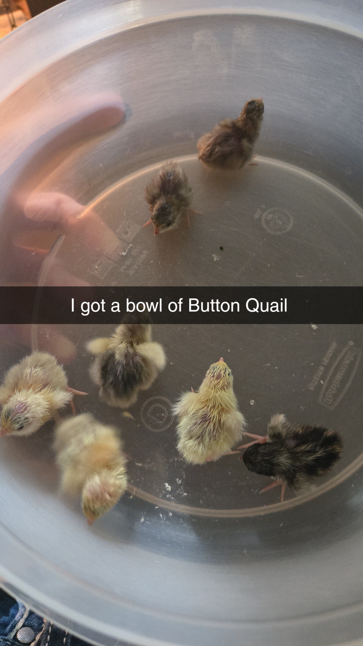 Button Quail chicks