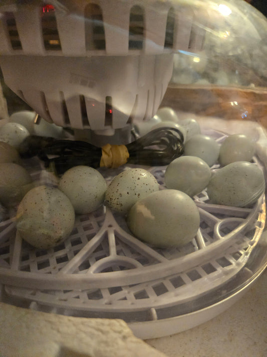 True Blue Celadon Coturnix Quail hatching eggs