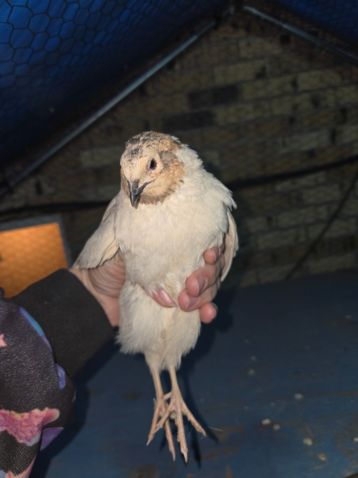 Coturnix Quail Roo