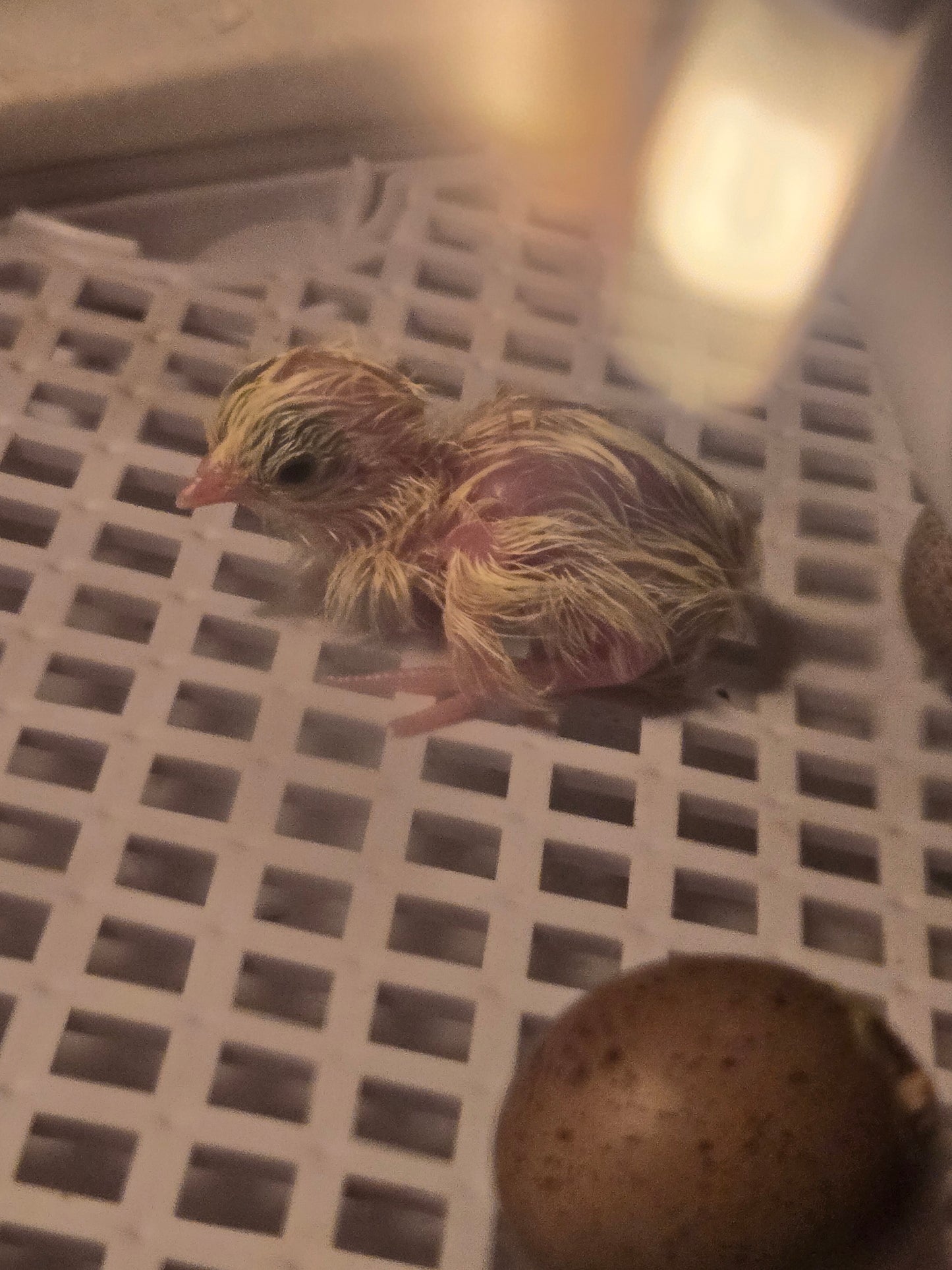 Button Quail chicks