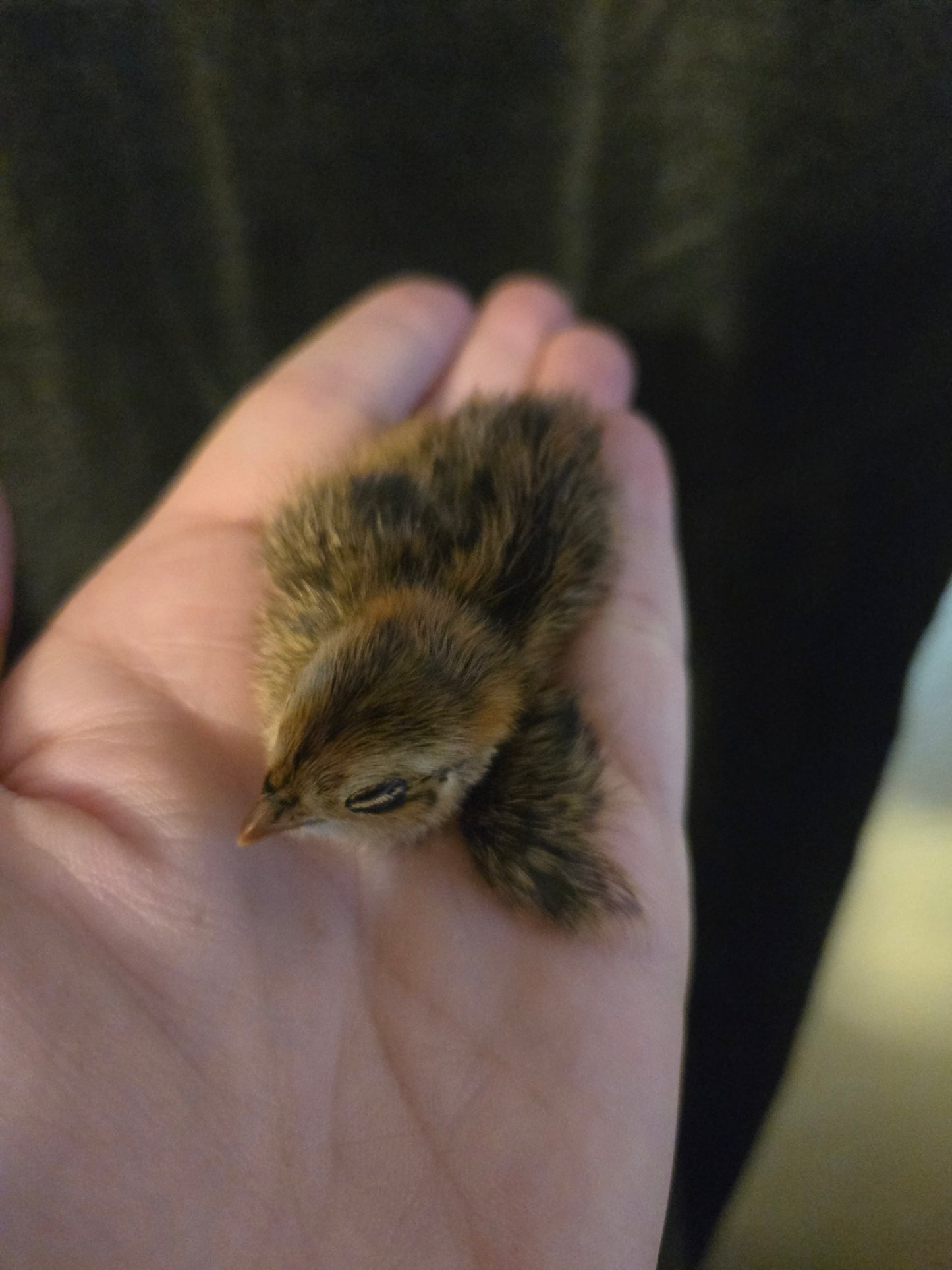 Coturnix Quail chicks