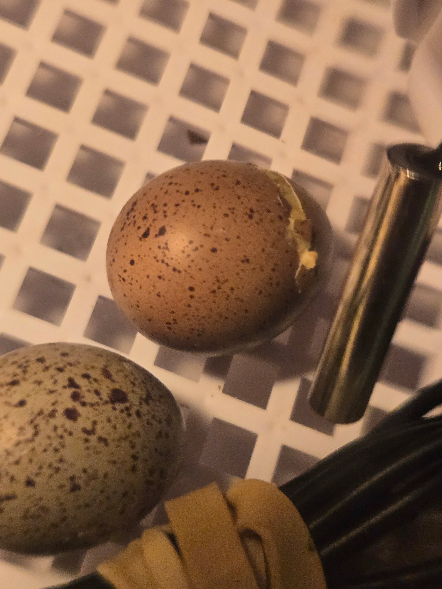Button Quail chicks
