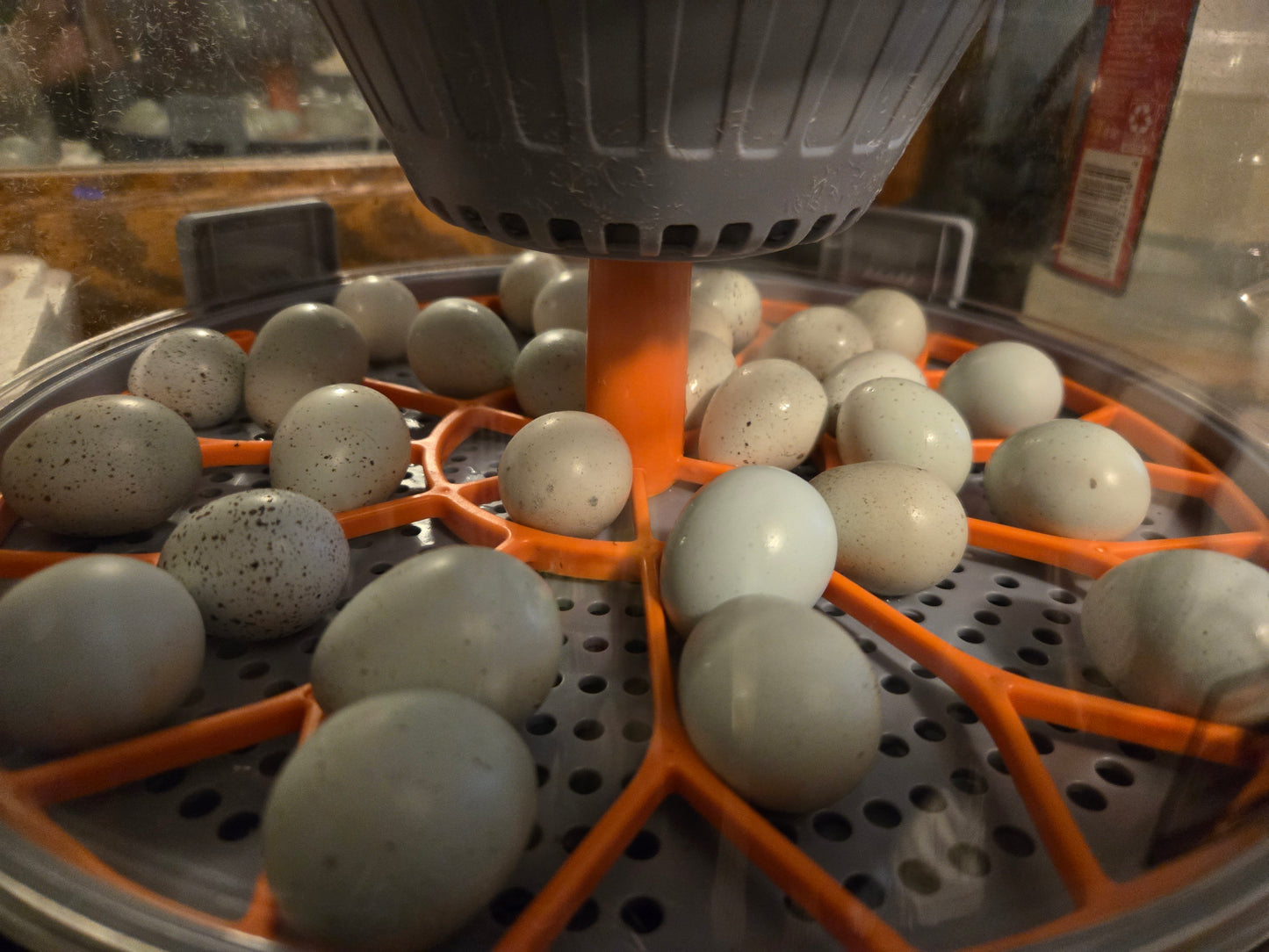 True Blue Celadon Coturnix Quail hatching eggs