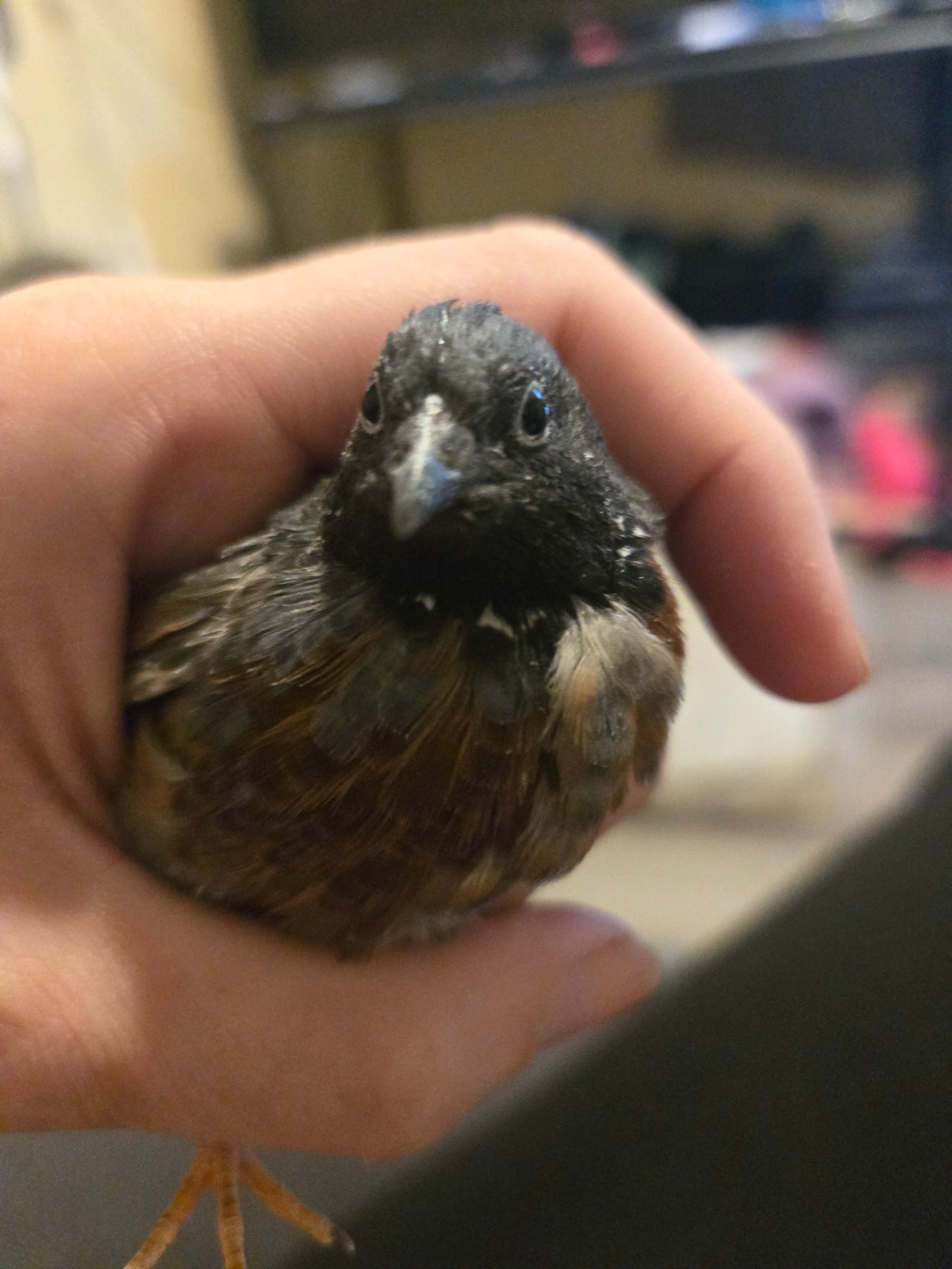 Button Quail Eggs 6 ct