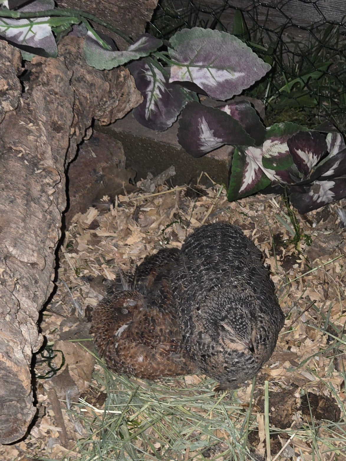 Coturnix Quail chicks