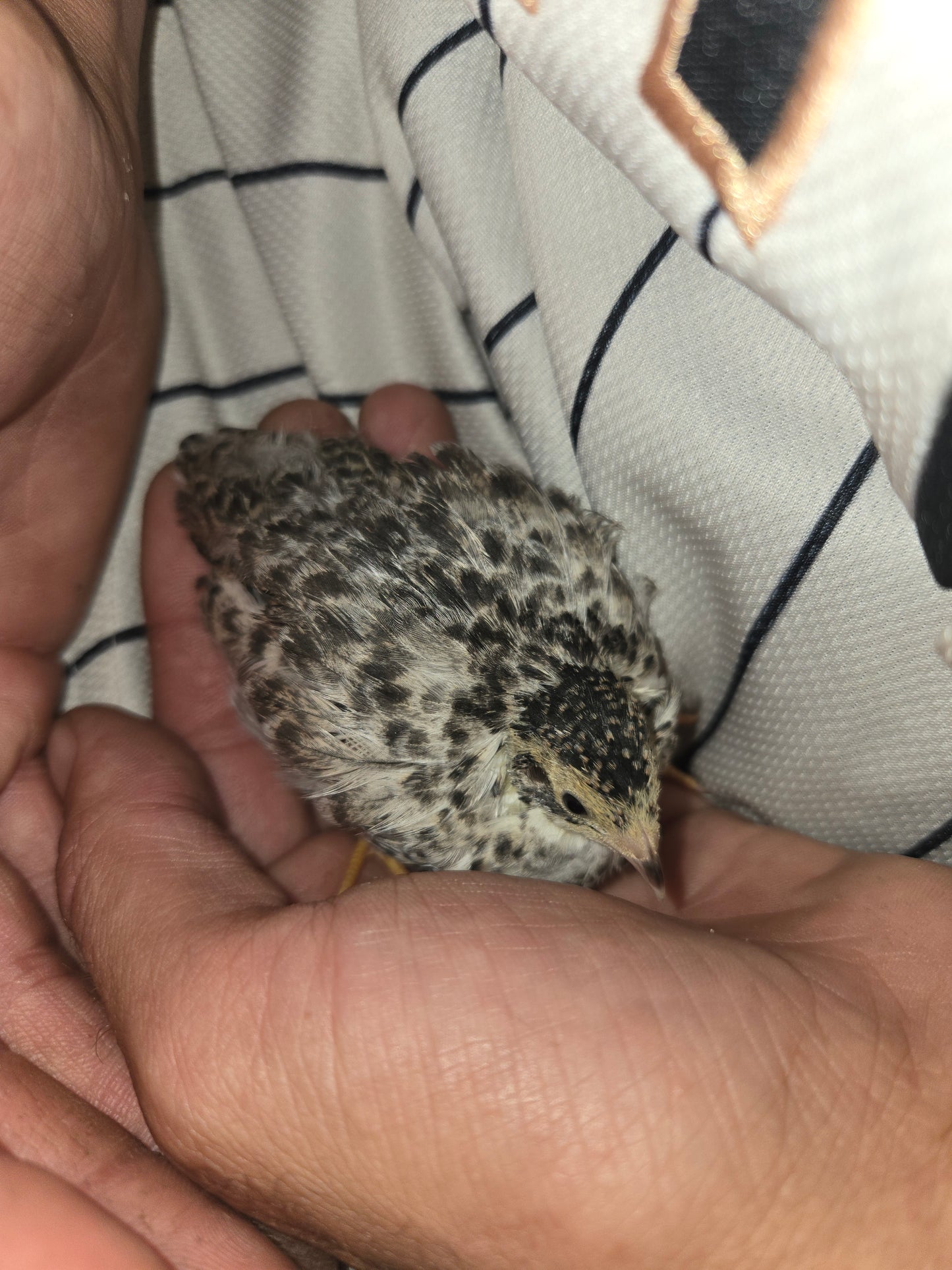 Button Quail Hen