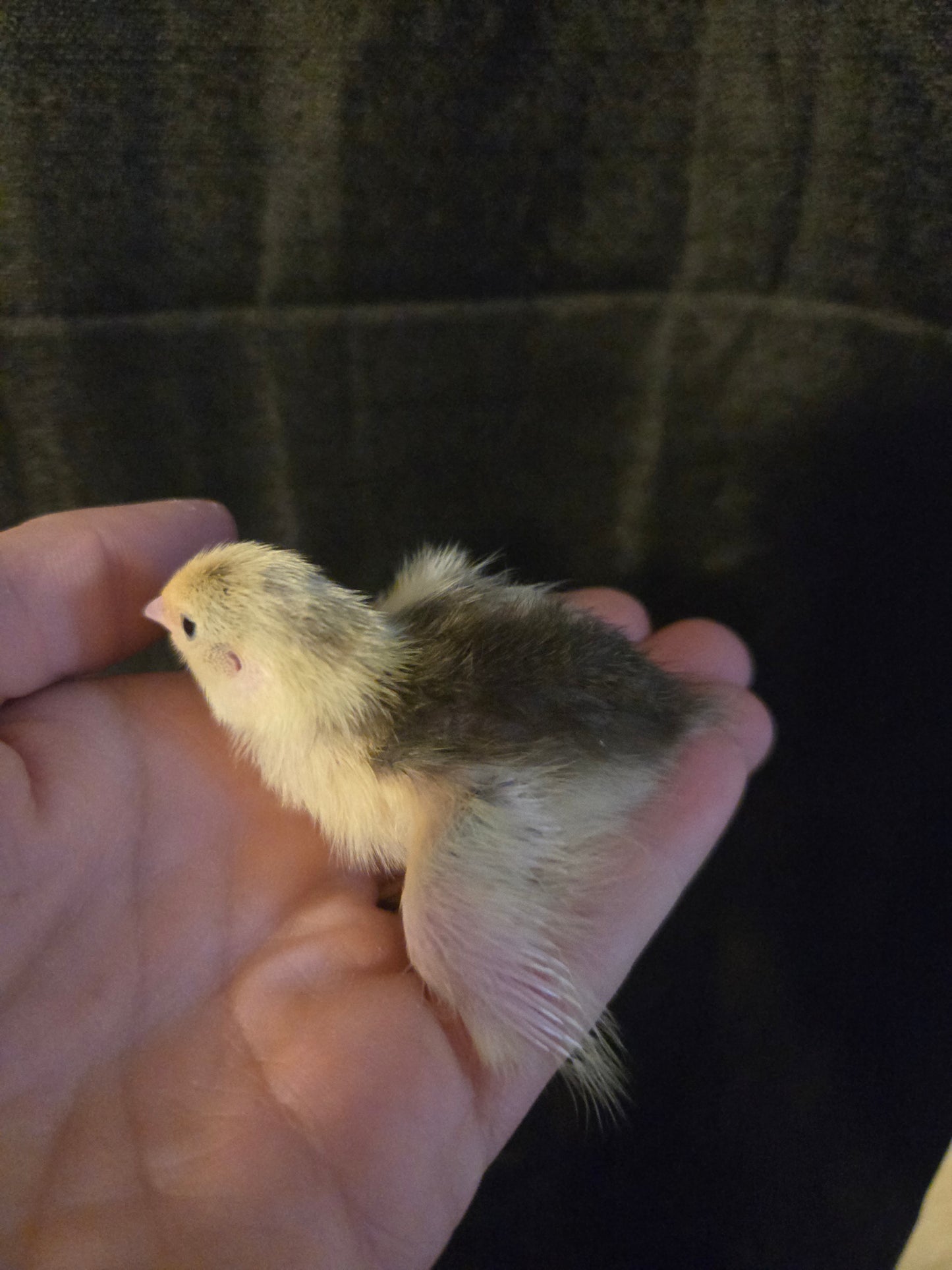 Coturnix Quail chicks