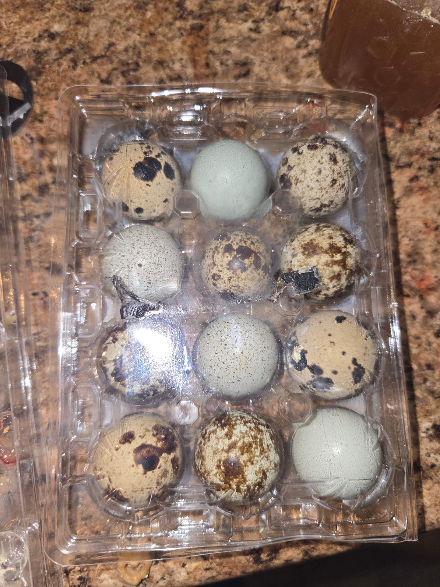 Coturnix Quail Eating eggs 1 dozen