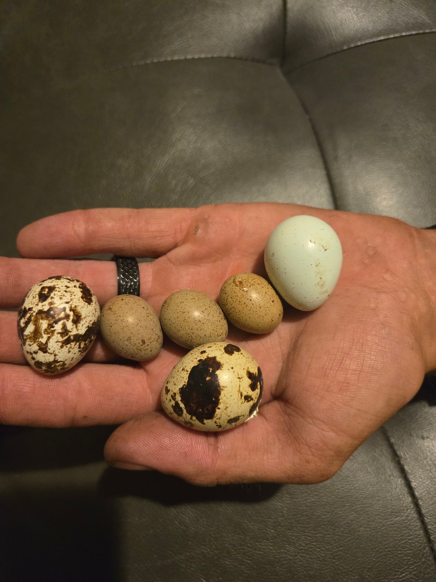 Button Quail Eggs 1 dozen