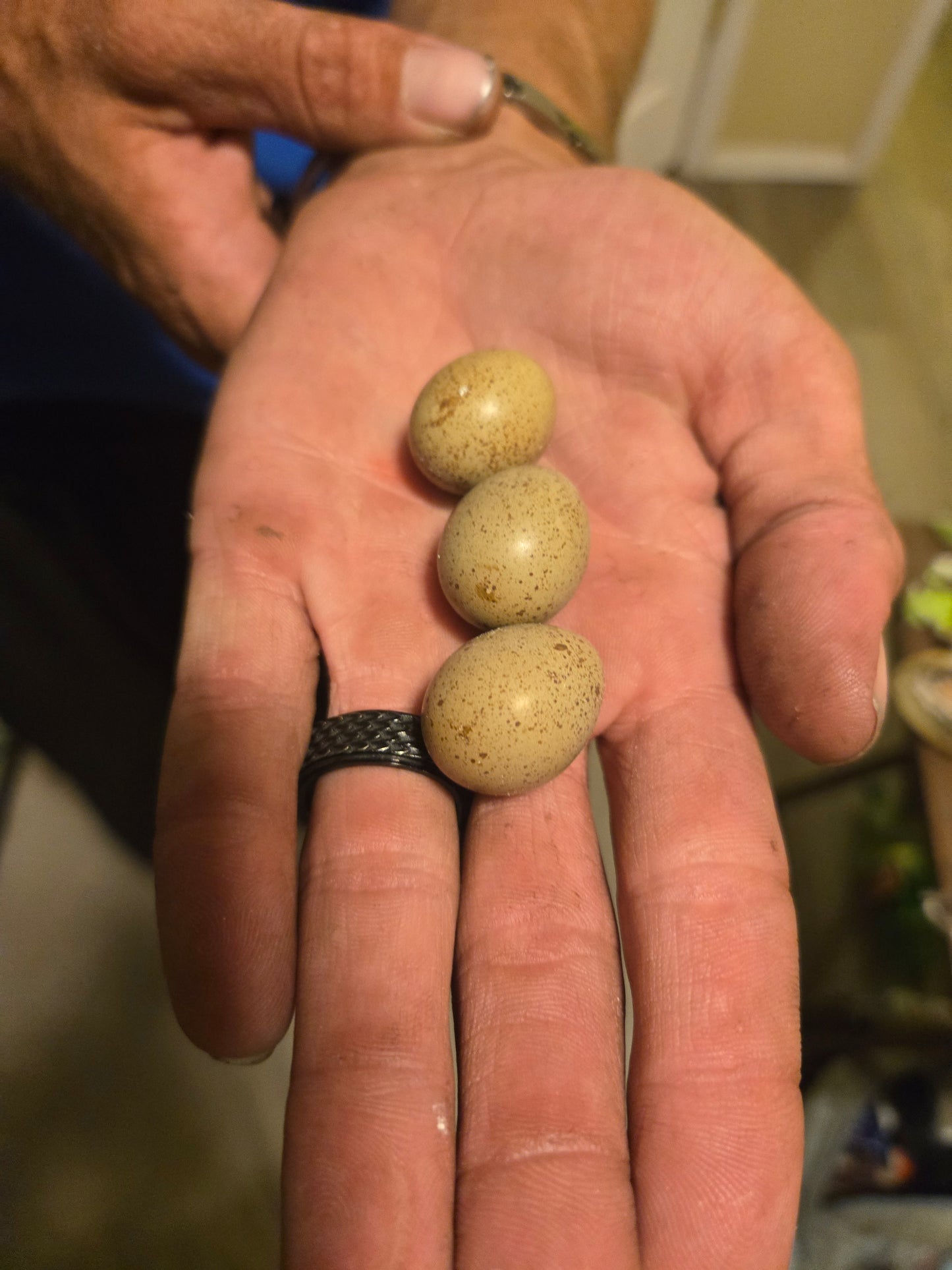 Button Quail Eggs 6 ct