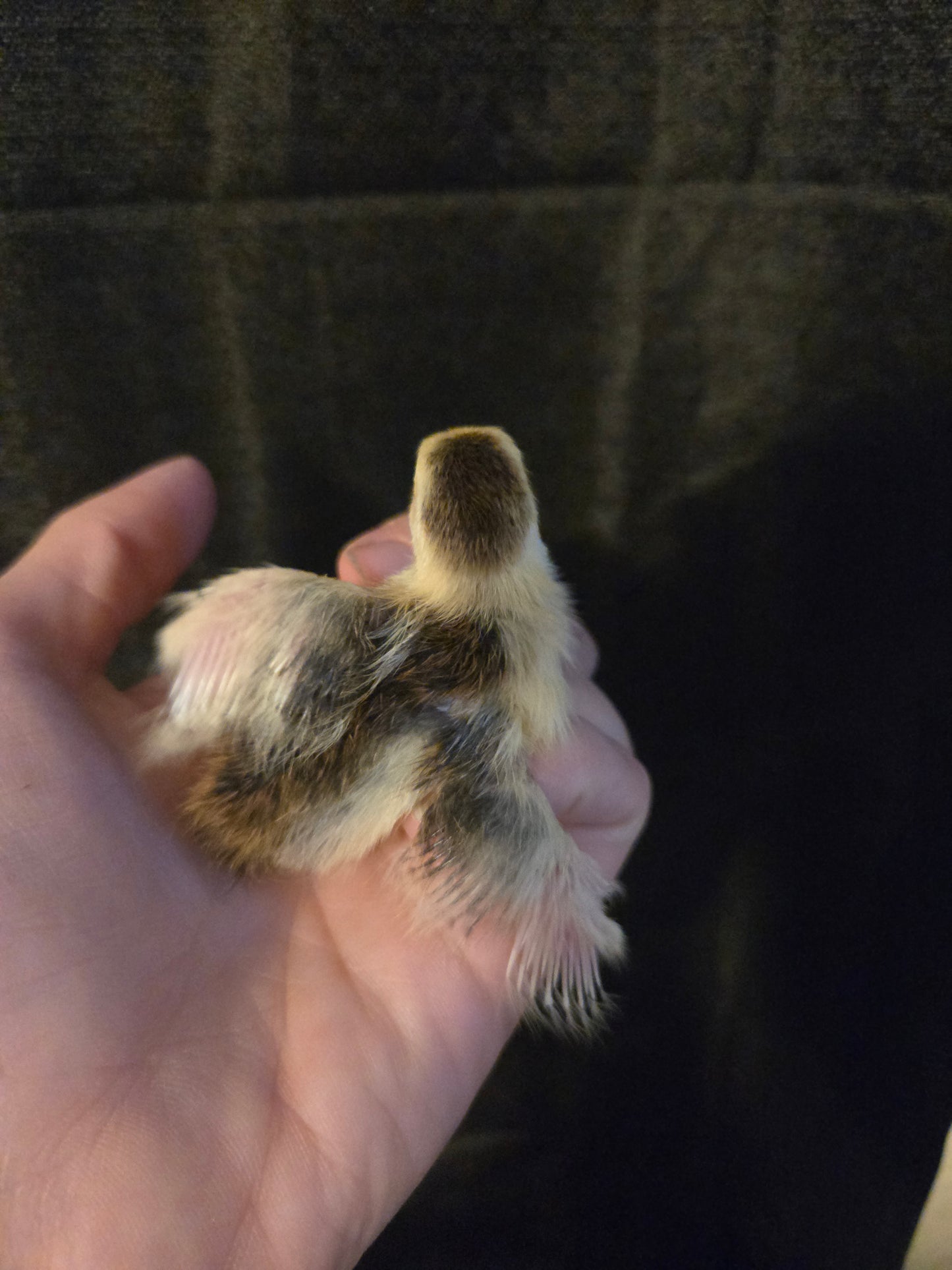 Coturnix Quail chicks